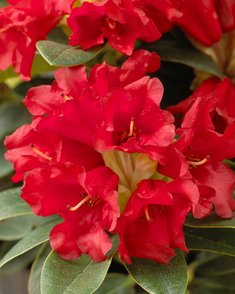 rhododendron 'Bengal'