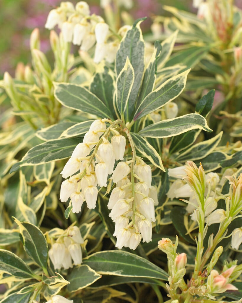 pieris 'Carnaval'