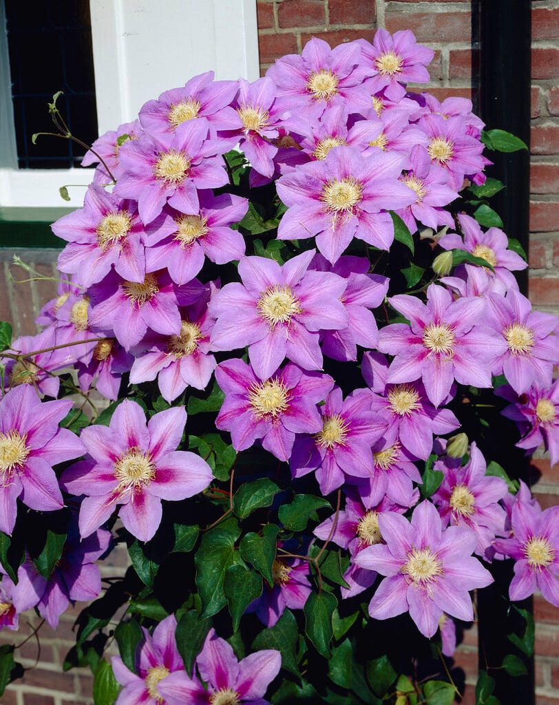 clematis 'Barbara Jackman'