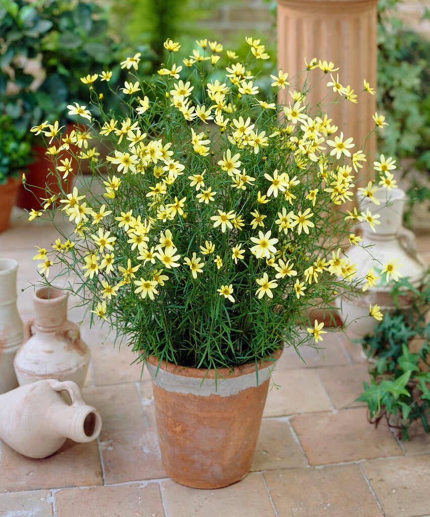 tickseed 'Moonbeam'