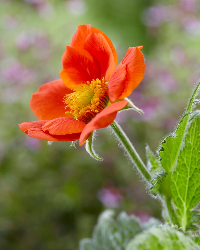 avens 'Sea Breeze'