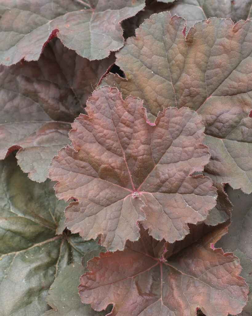 alum root 'Cassis'
