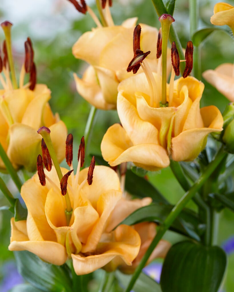 lily 'Apricot Fudge'