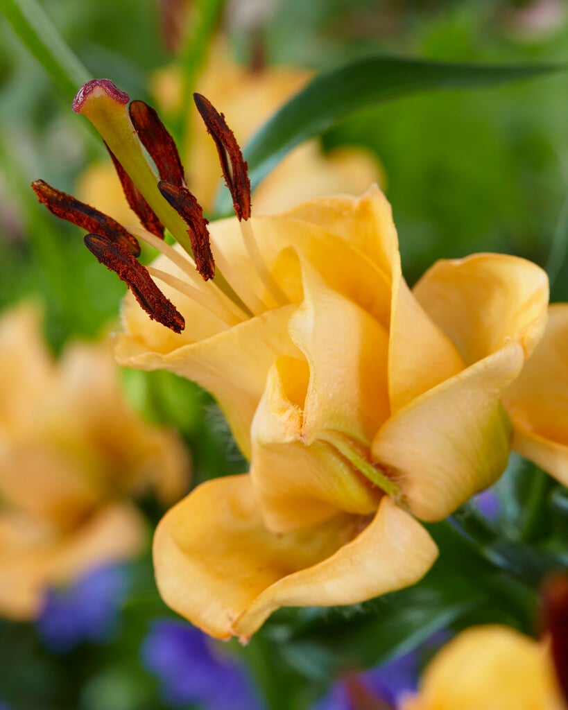 lily 'Apricot Fudge'
