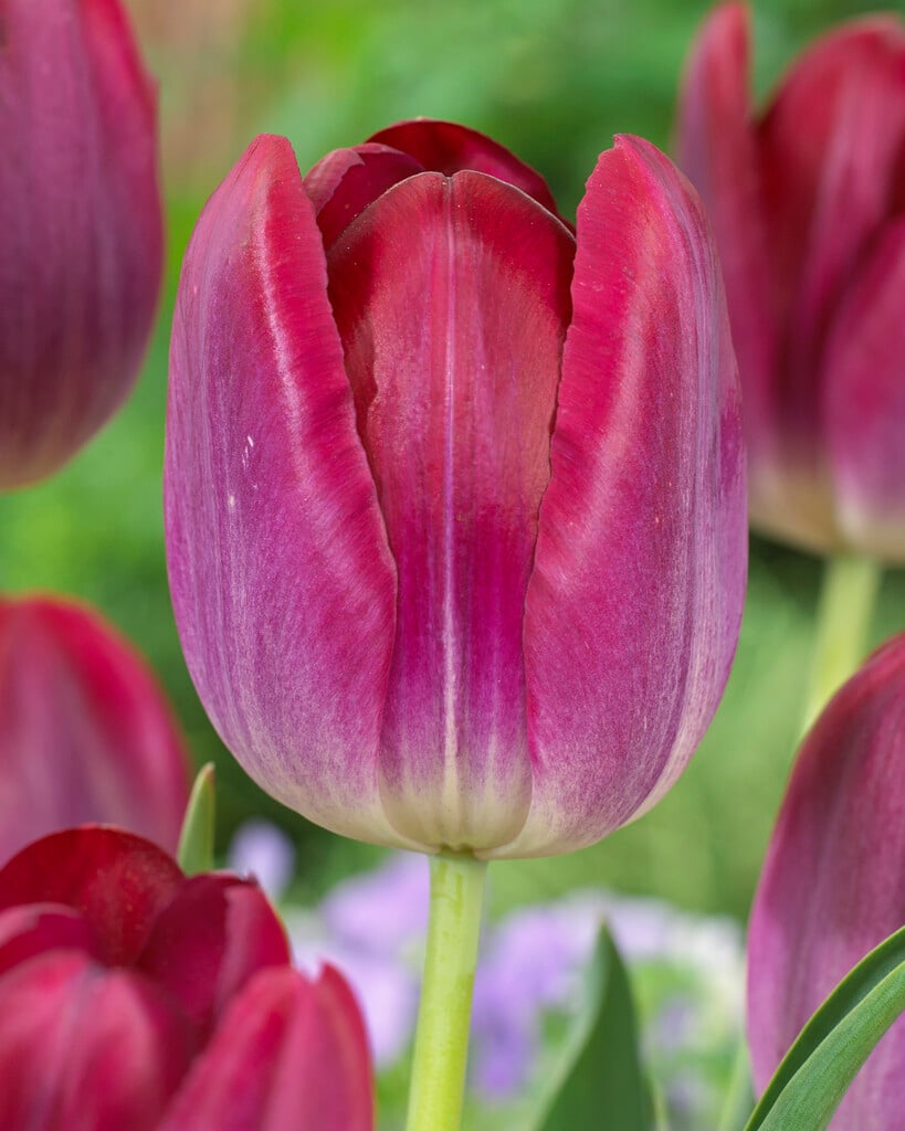 tulip 'Pittsburg'