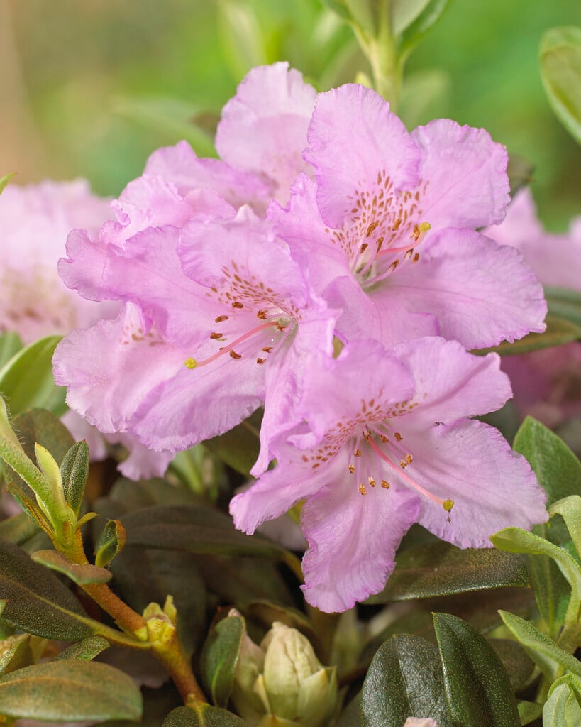 rhododendron 'Lavendula'