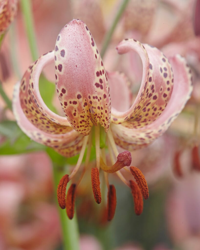 lily 'Gaybird'
