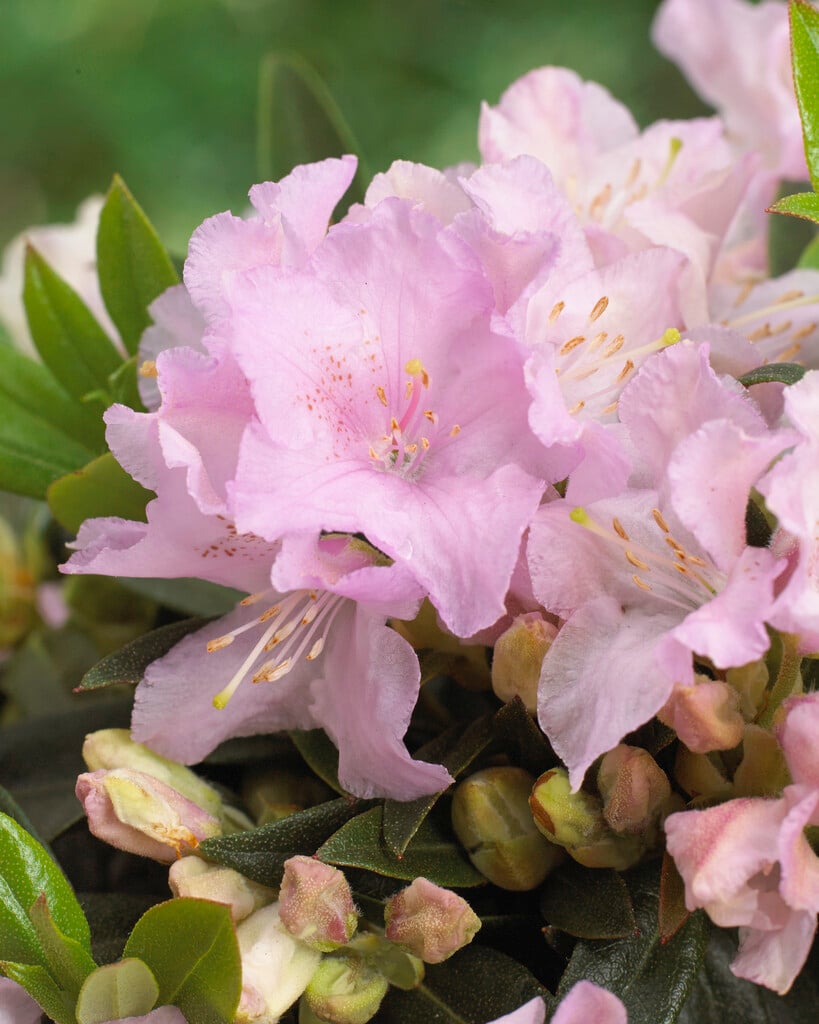 rhododendron 'Robert Seleger'