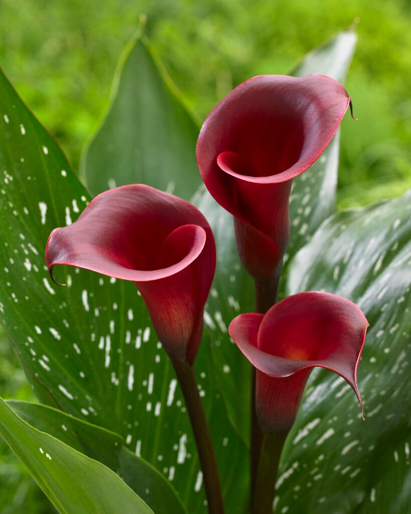 arum lily 'Red Charm'