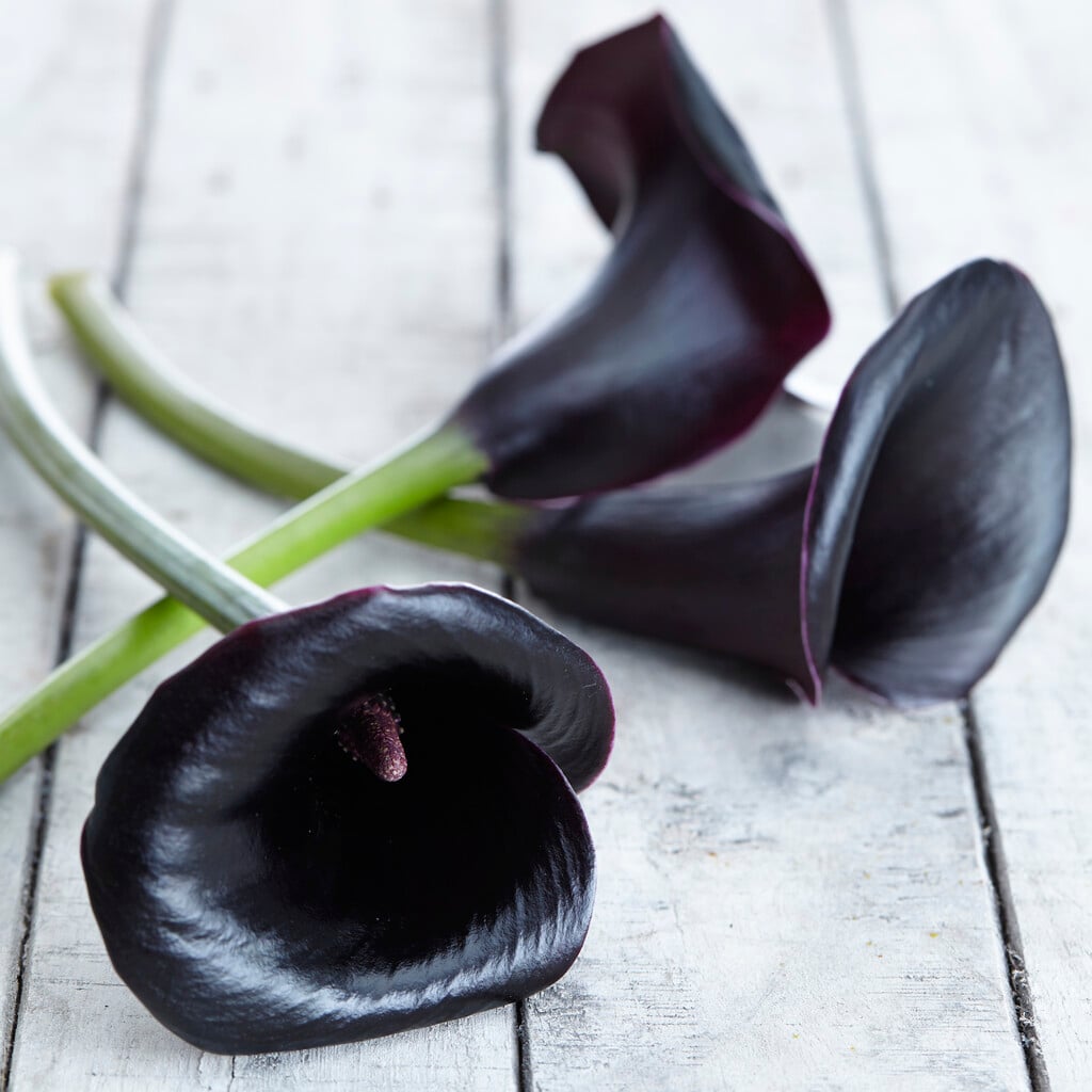 arum lily 'La Paz'