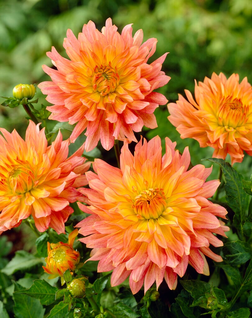 dahlia 'Extase'