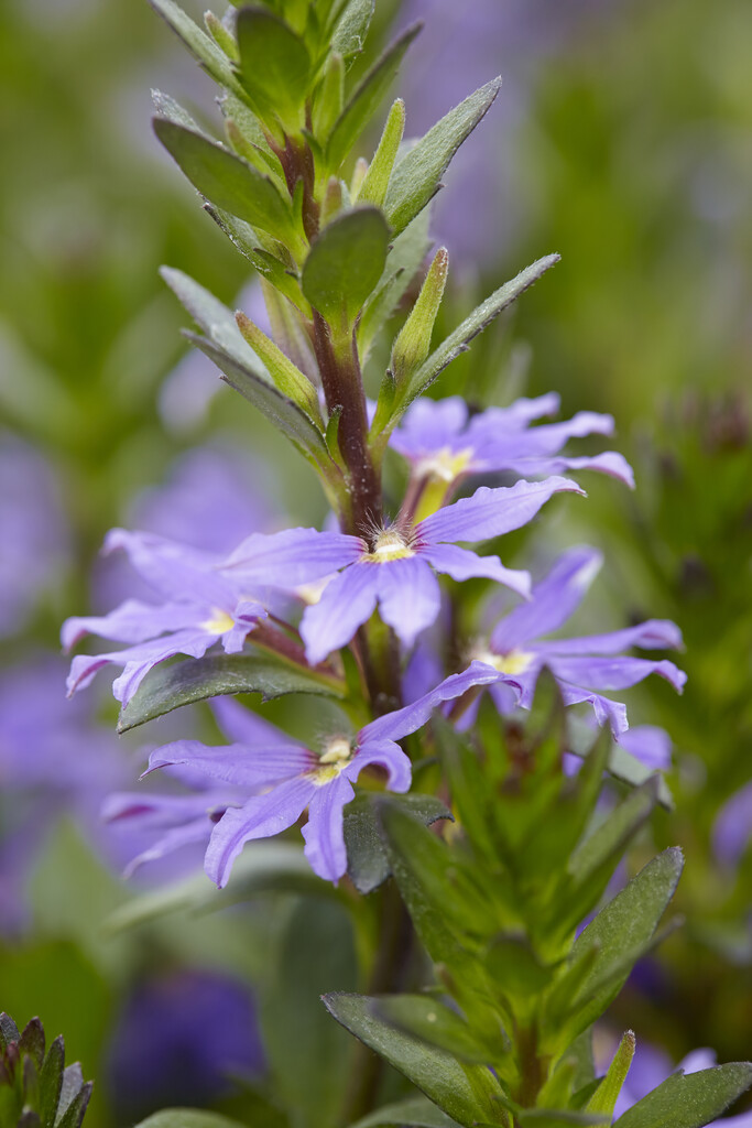 <i>Scaevola</i> [<span style="font-variant: small-caps;">Blauer Facher</span>] ('Saphira')