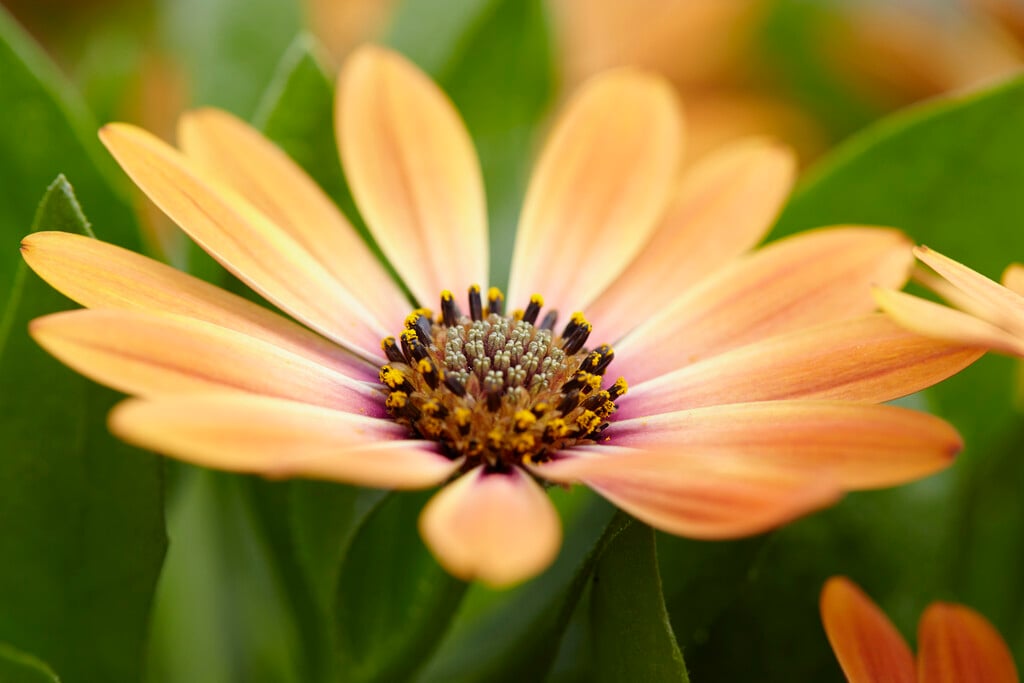 African daisy [Astra Orange Sunrise]