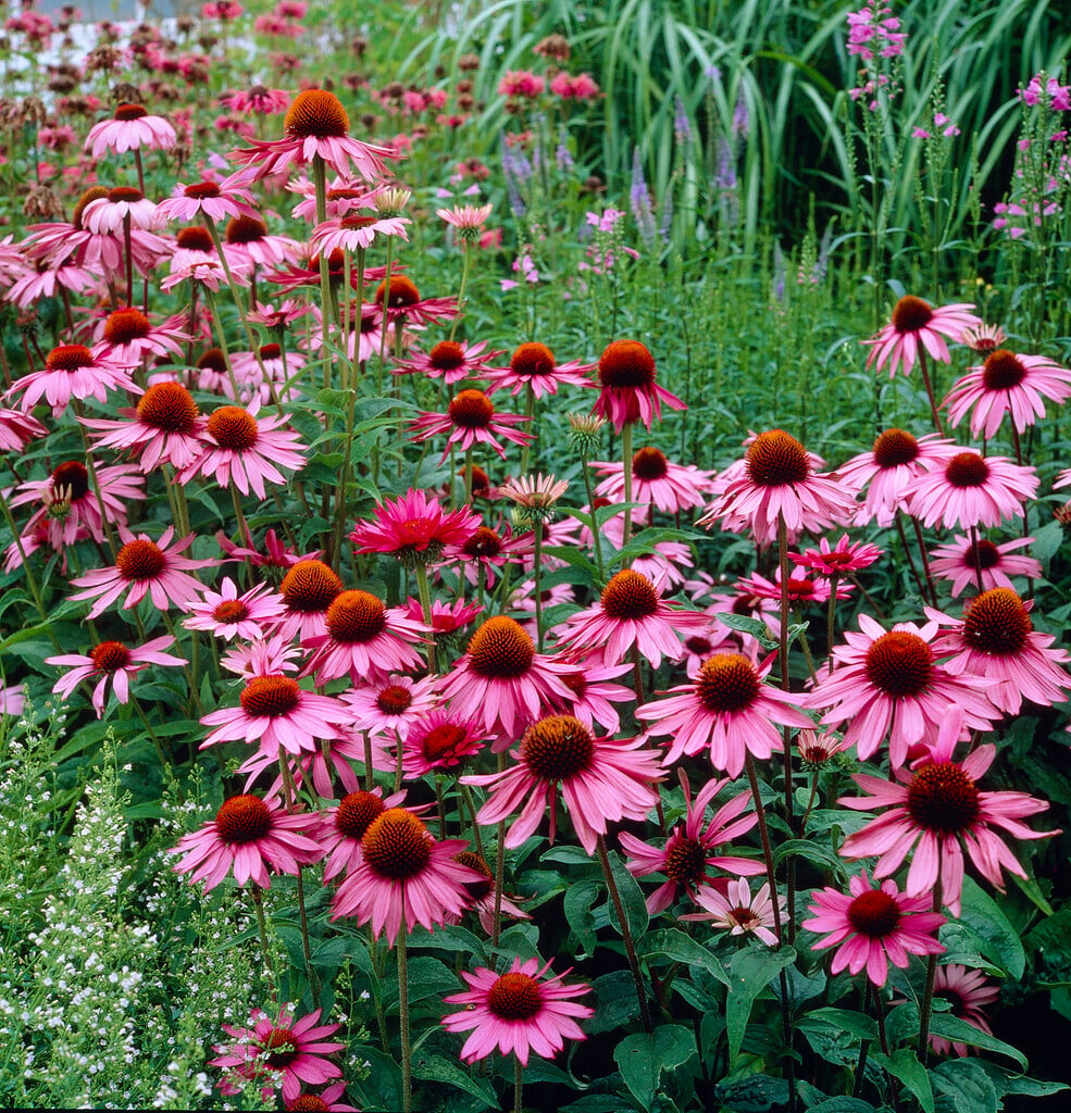 purple coneflower 'Magnus'