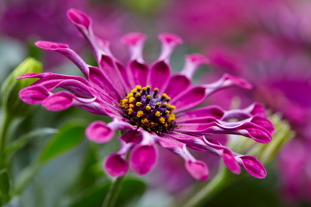 African daisy [Astra Purple Spoon]