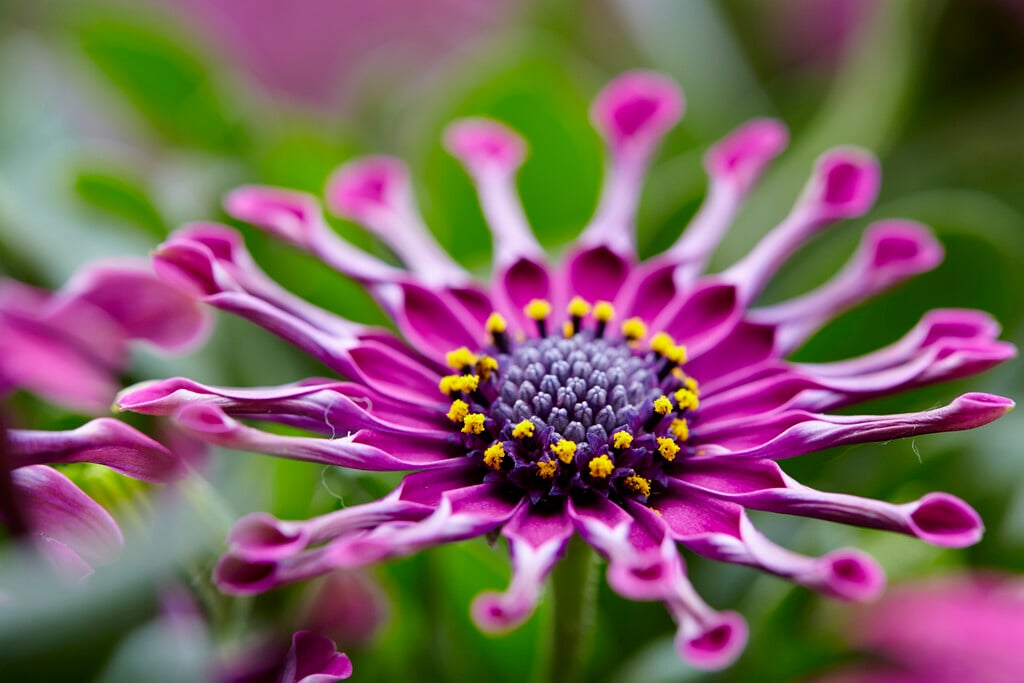 African daisy [Astra Purple Spoon]