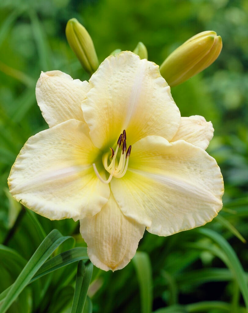 daylily 'Arctic Snow'