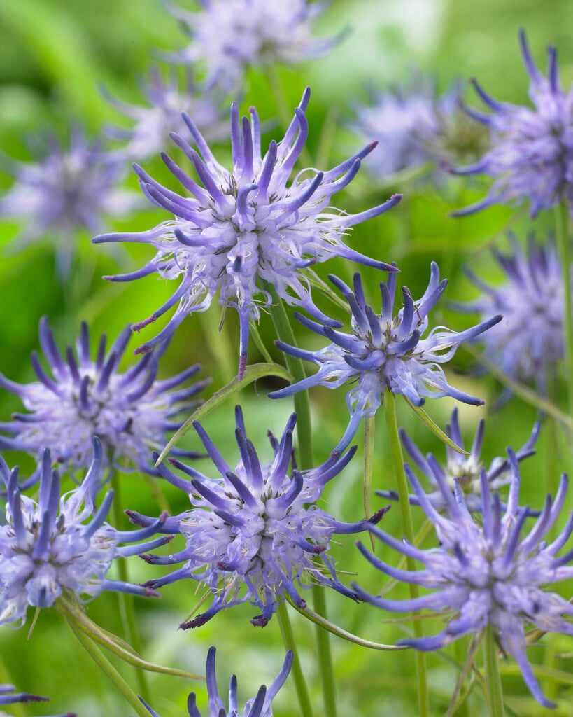 Oxford rampion