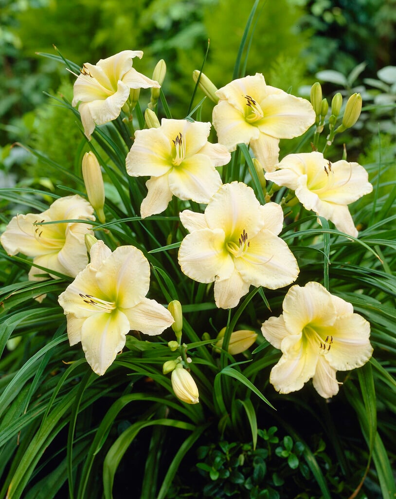 daylily 'Arctic Snow'