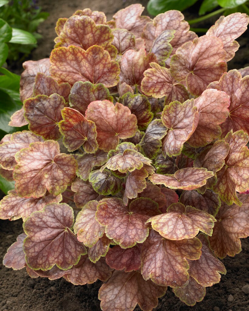 alum root 'Gauguin'