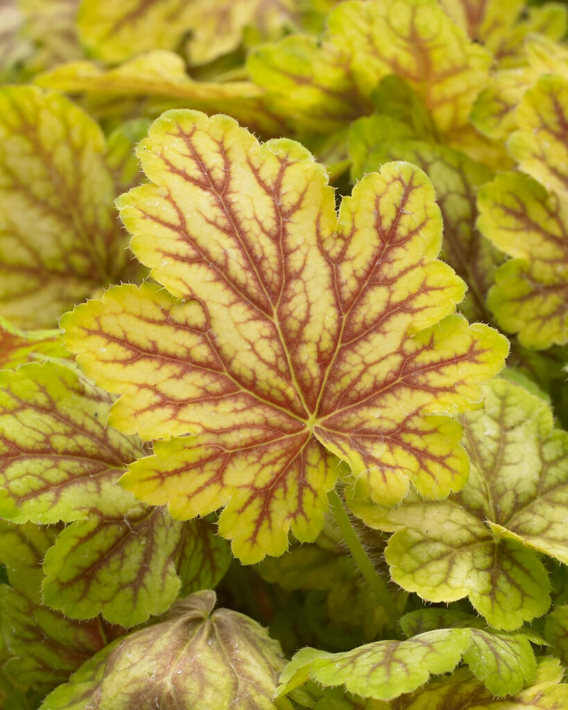 alum root 'Renoir'