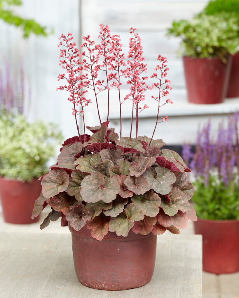 alum root 'Cassis'