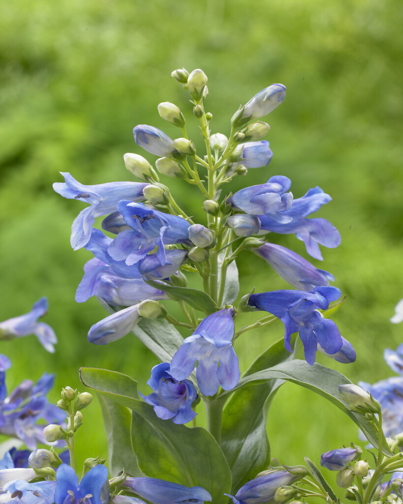 bearded penstemon 'Pinacolada Blue'