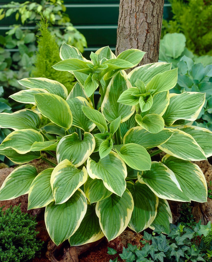 plantain lily 'Mildred Seaver'