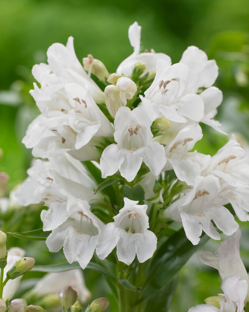 bearded penstemon 'Pinacolada White'
