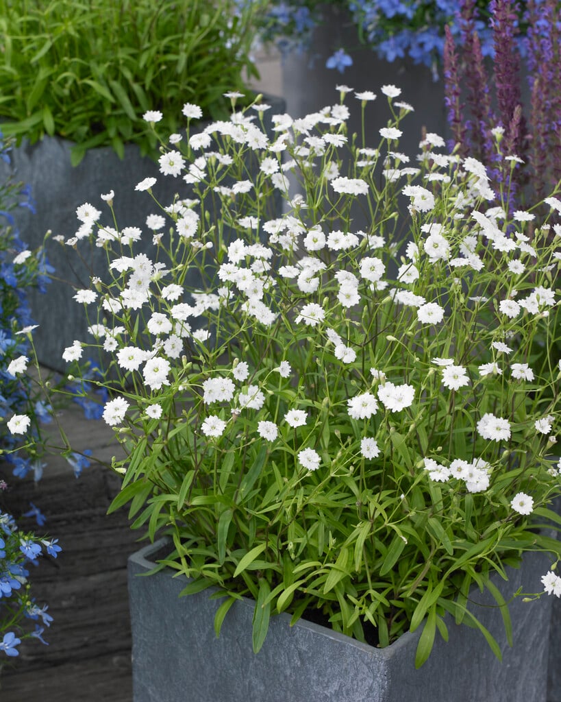 alpine catchfly 'Starry Dreams'