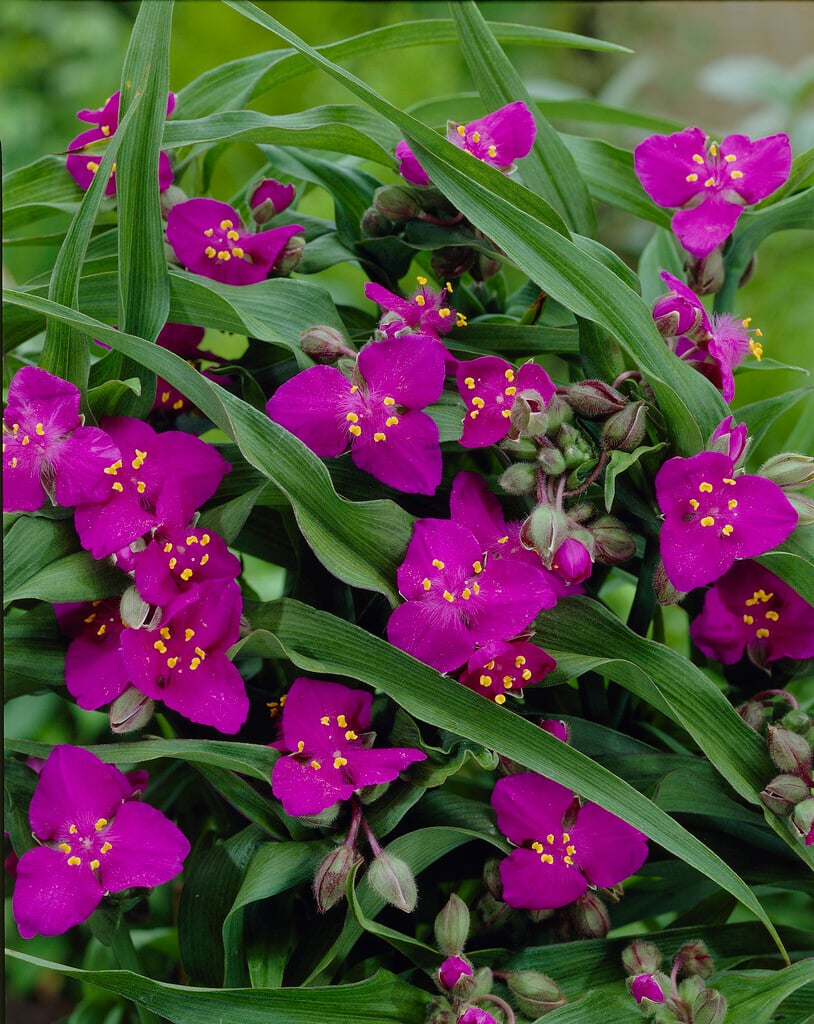 <i>Tradescantia</i> 'Carmine Glow'
