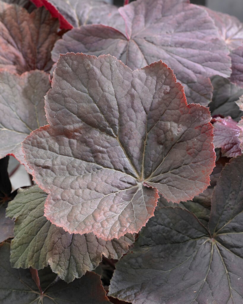 alum root 'XXL'