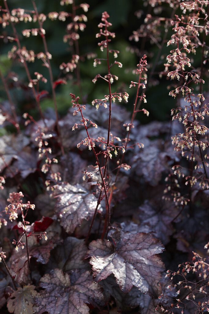 alum root 'Plum Pudding'