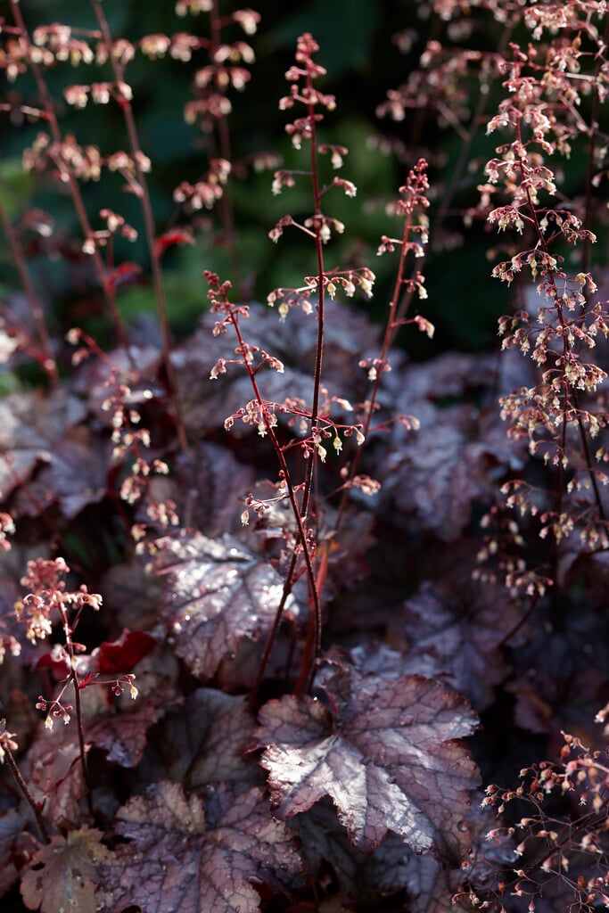 alum root 'Plum Pudding'