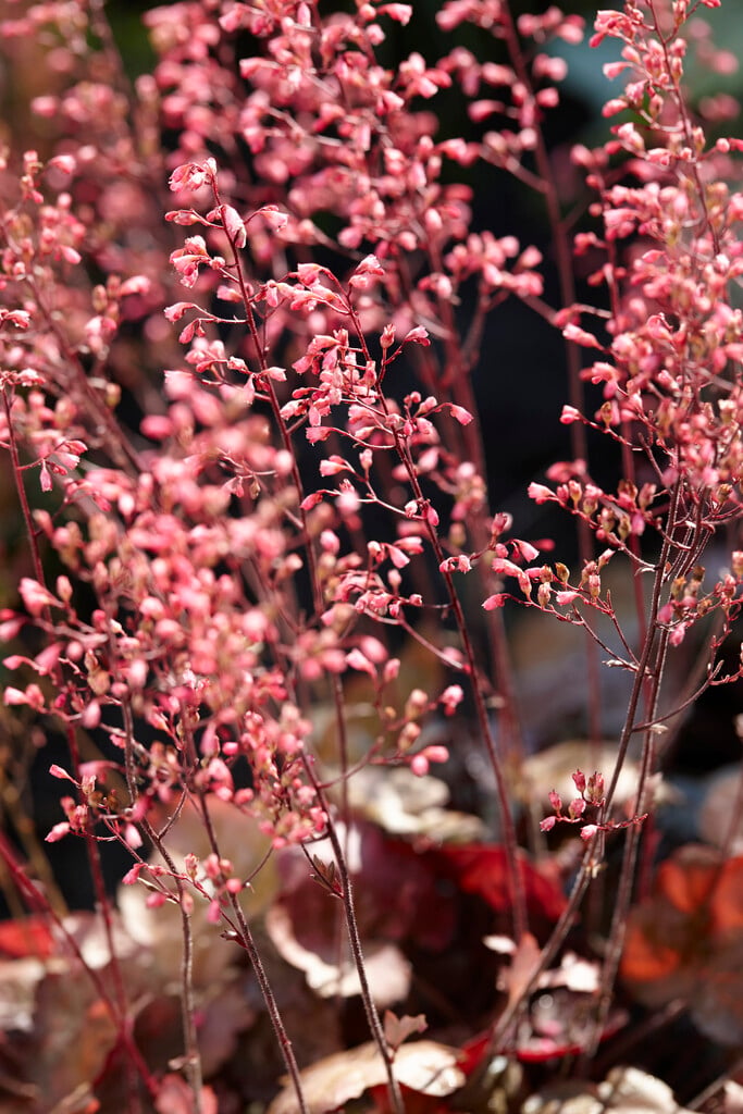 alum root 'Brown Sugar'