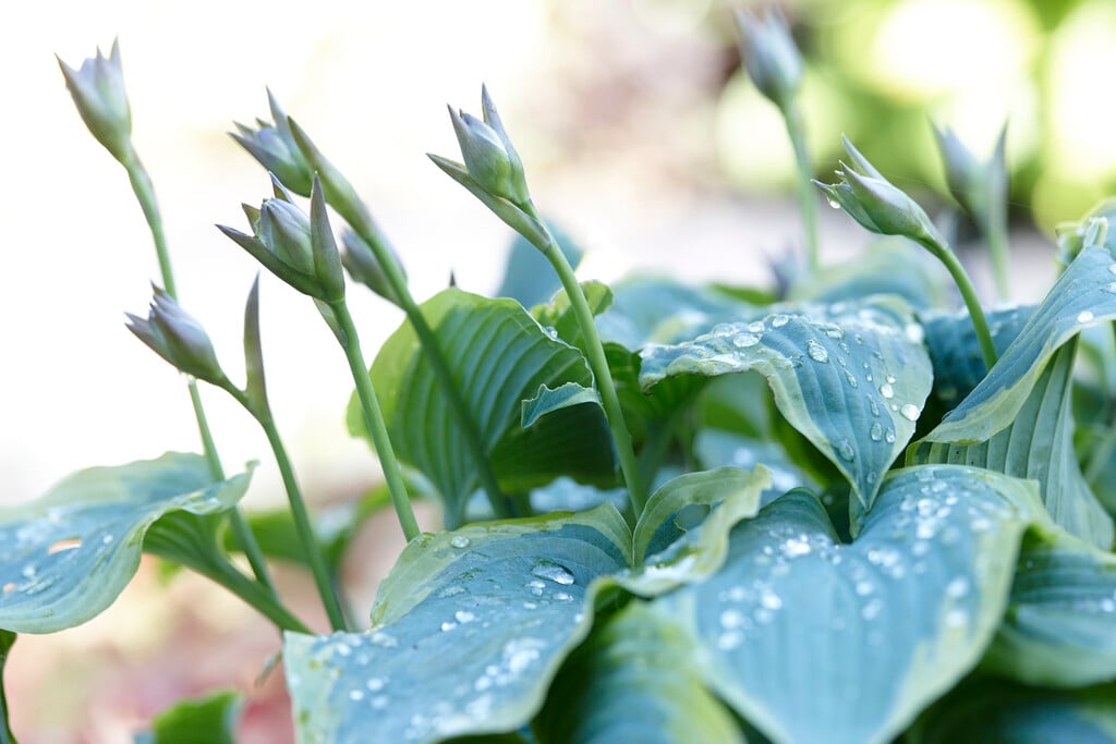 <i>Hosta</i> 'Sleeping Beauty'