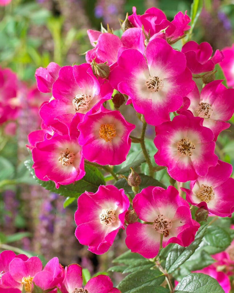 rose 'Mozart'