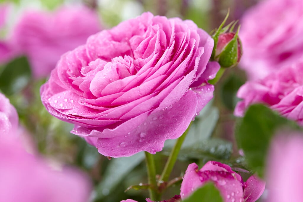 rose 'Louise Odier'