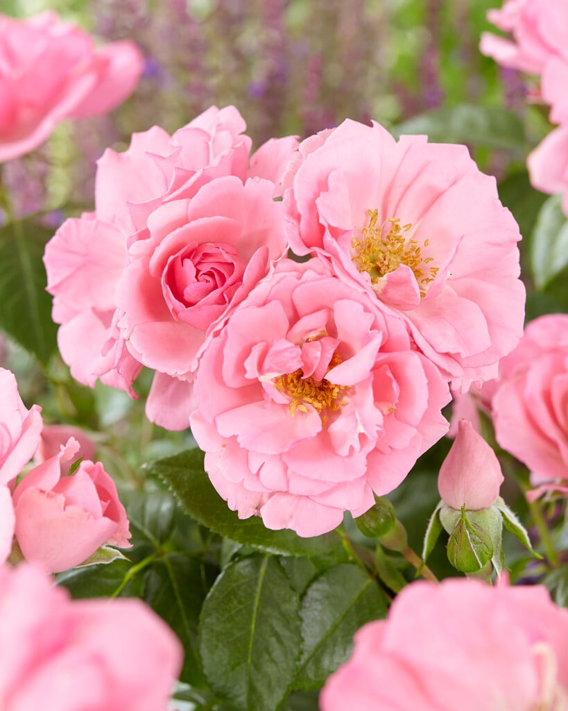 rose 'Bantry Bay'