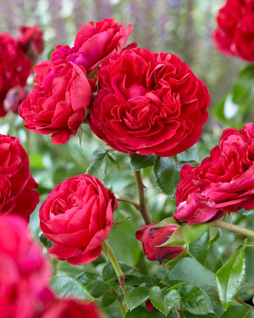 rose [Red Leonardo da Vinci]