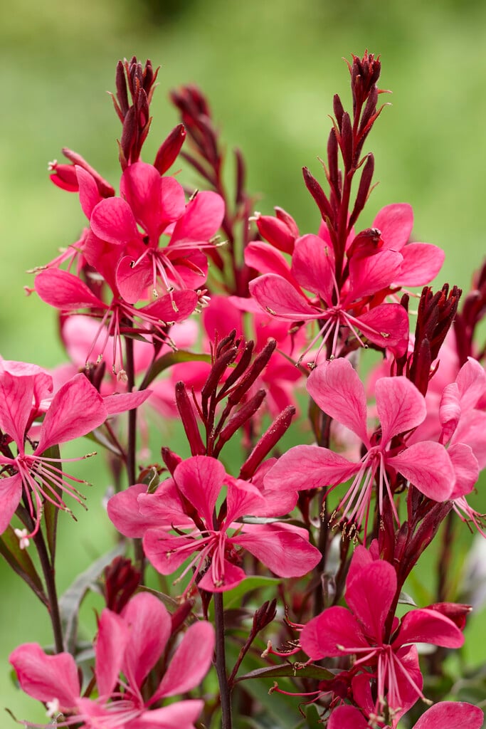gaura [Gaudi Red]