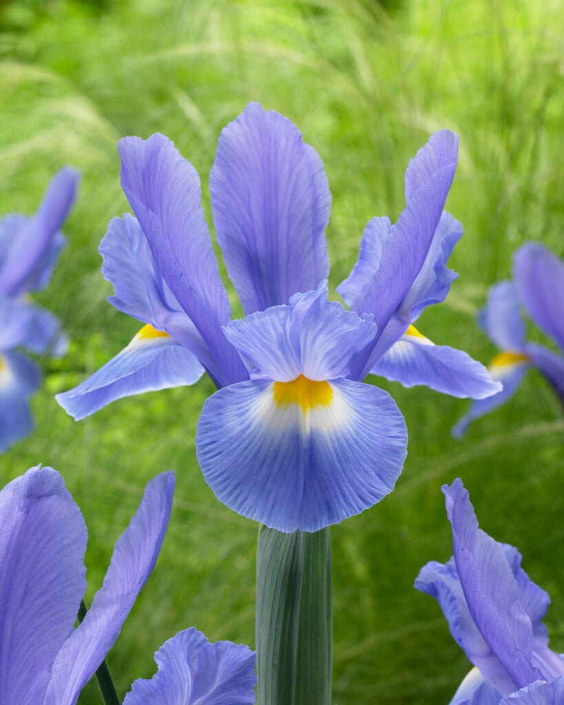 <i>Iris</i> 'Daylight'
