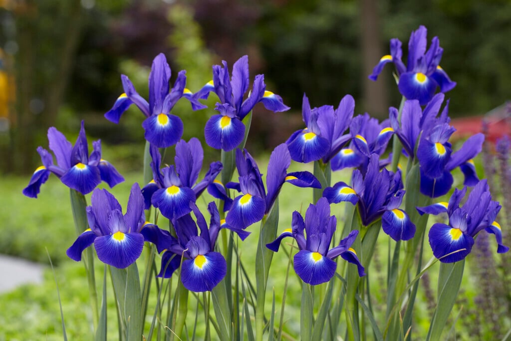 <i>Iris</i> 'Flashlight'