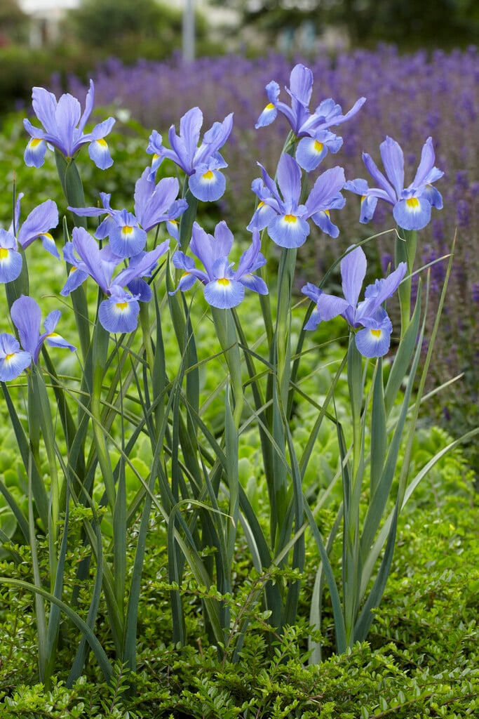 <i>Iris</i> 'Daylight'