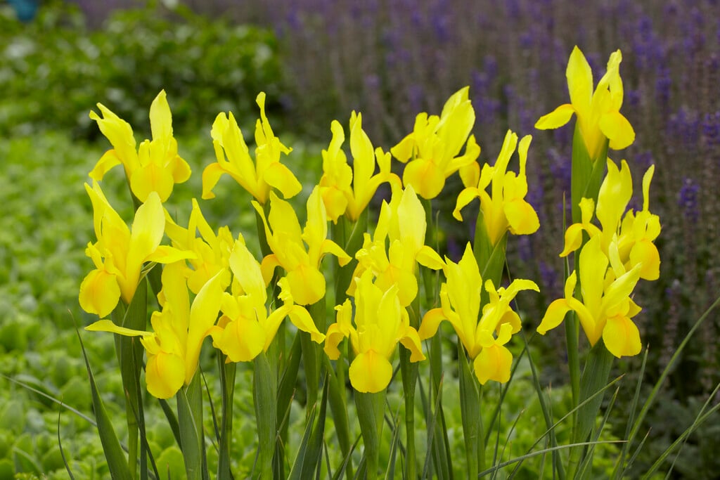<em>Iris</em> 'Strongold' (Dut)