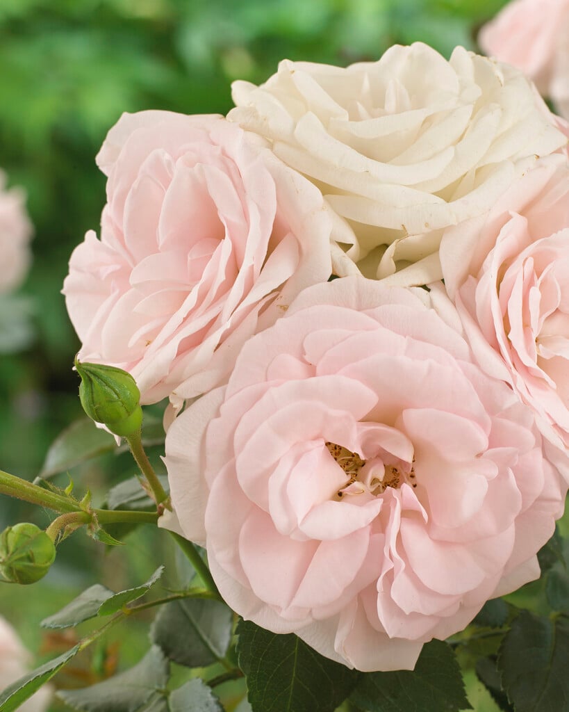 rose [Special Child]