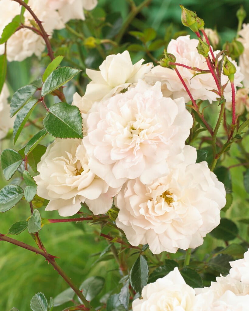 rose 'Sea Foam'