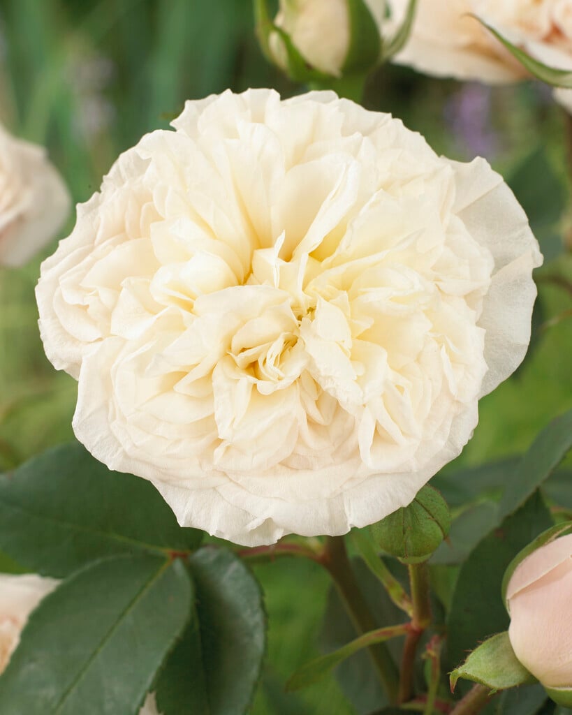 rose 'Climbing Souvenir de la Malmaison'