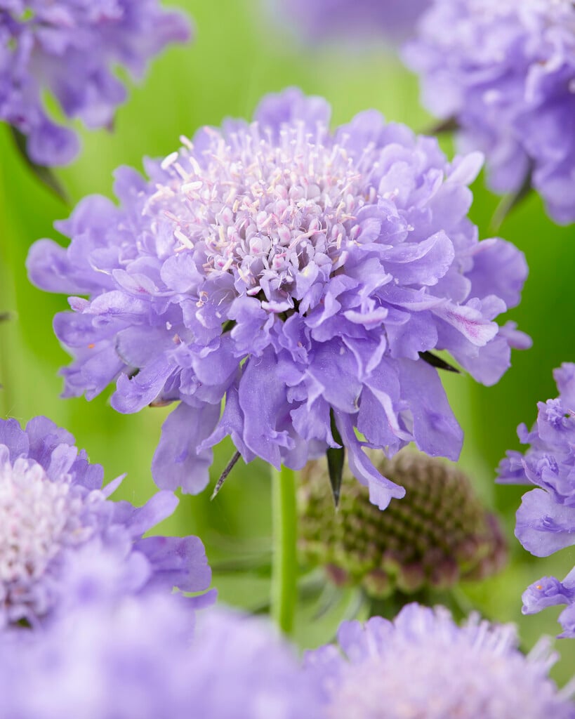 small scabious 'Blue Note'