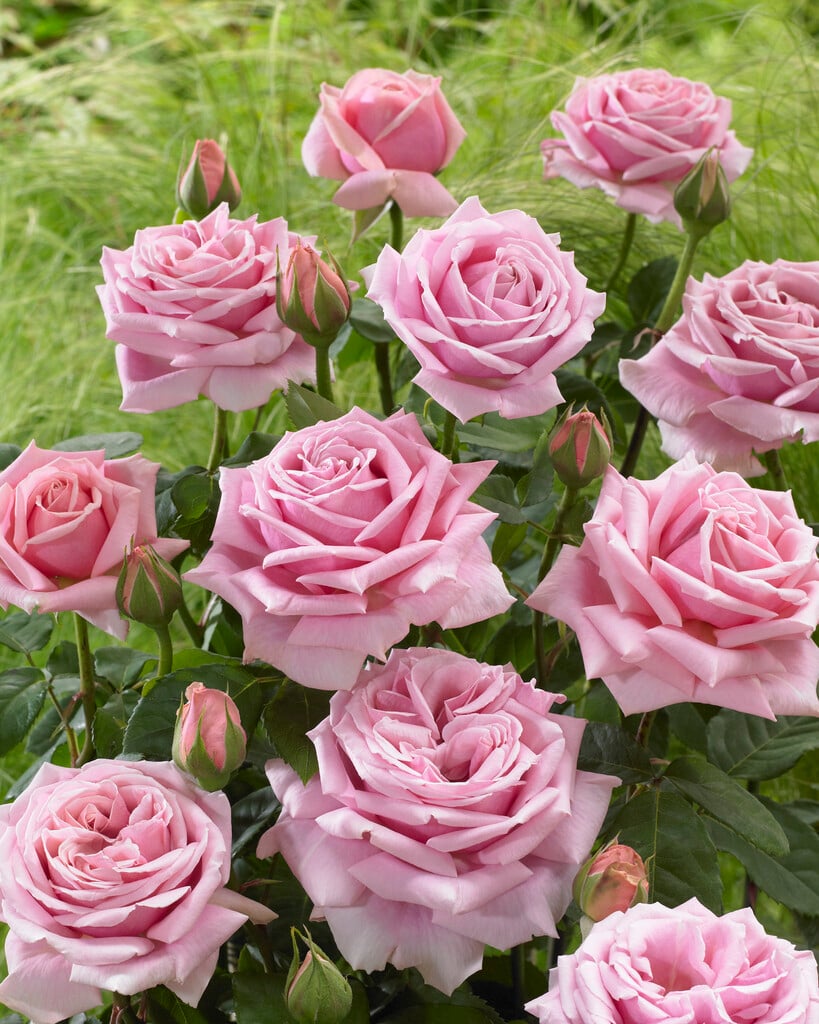 rose [Frederic Mistral]